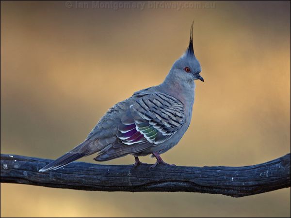 Crested Pigeon crested_pigeon_90691.psd
