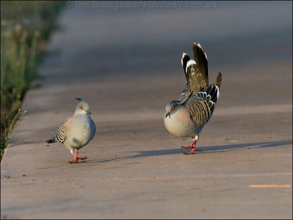 Crested Pigeon crested_pigeon_92608.psd