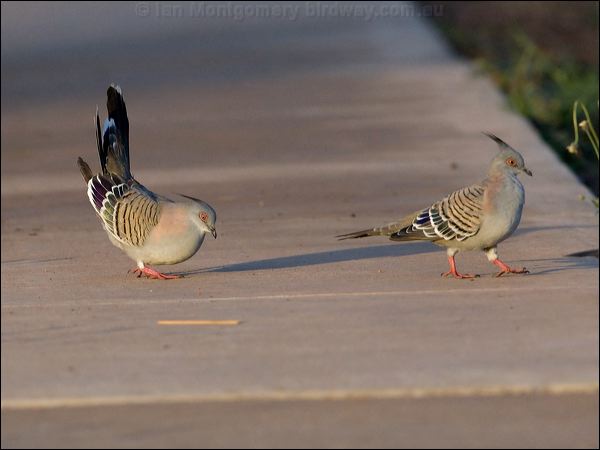 Crested Pigeon crested_pigeon_92612.psd