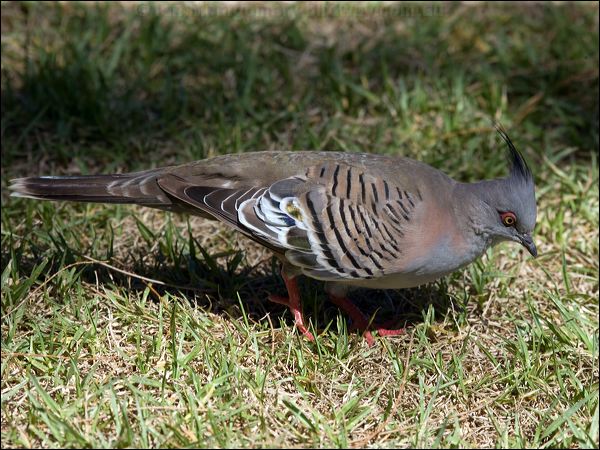 Crested Pigeon crested_pigeon_97871.psd