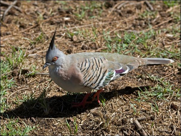 Crested Pigeon crested_pigeon_97874.psd