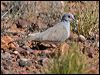 diamond_dove_157637