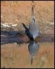 diamond_dove_157903