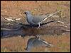 diamond_dove_157905