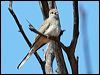diamond_dove_33444