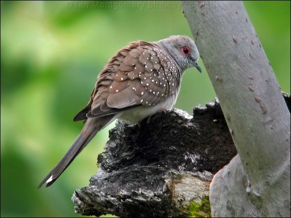 Diamond Dove diamond_dove_08888.jpg