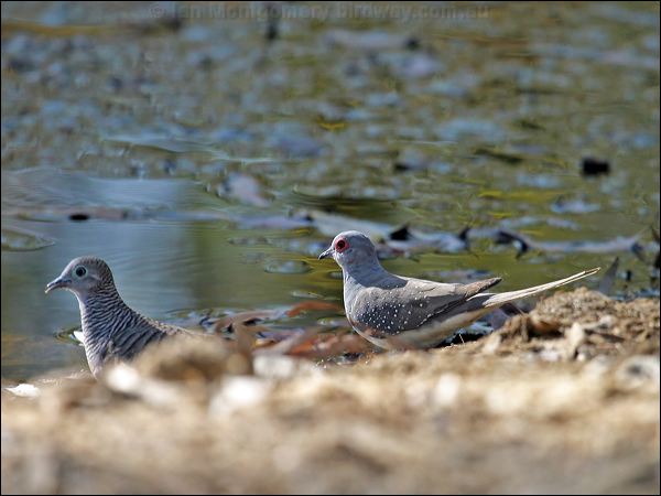 Diamond Dove diamond_dove_09982.psd