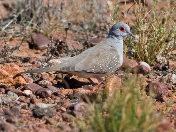 Diamond Dove diamond_dove_157637.psd