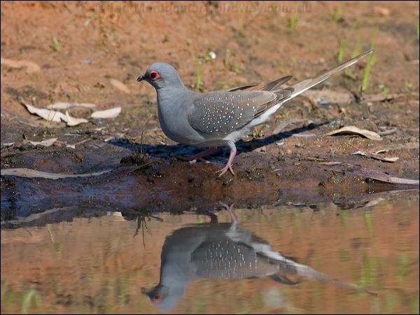 Diamond Dove diamond_dove_157905.psd
