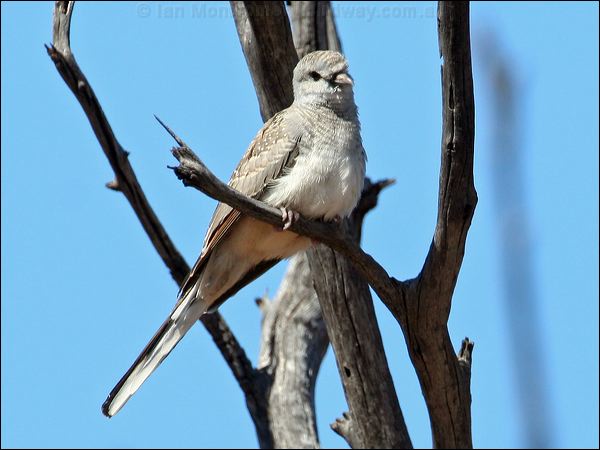 Diamond Dove diamond_dove_33444.psd
