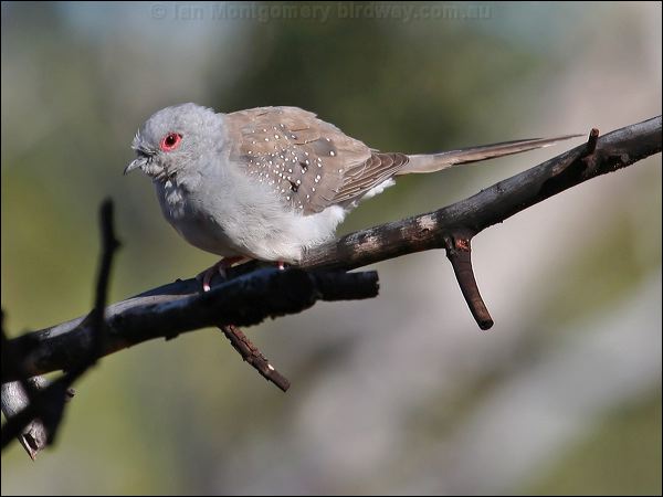 Diamond Dove diamond_dove_34270.jpg