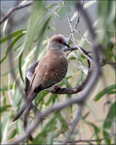 Diamond Dove diamond_dove_58260.psd