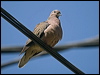 eared_dove_207065