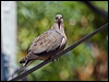 eared_dove_207073