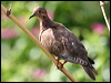 eared_dove_20906