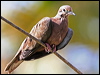 eared_dove_20917