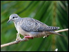 eared_dove_21031