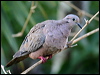 eared_dove_21081