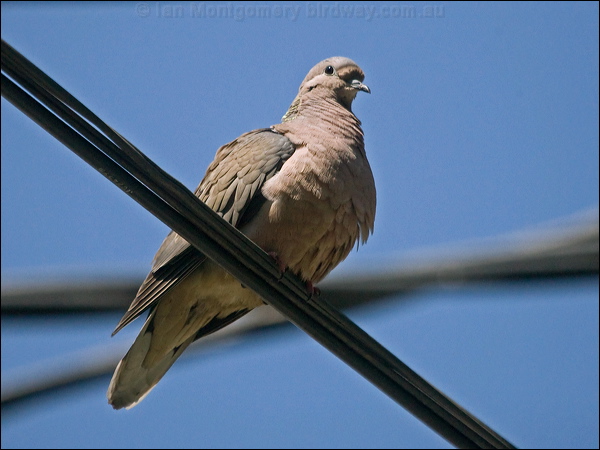 Eared Dove eared_dove_207065.psd