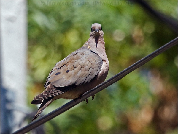 Eared Dove eared_dove_207073.psd