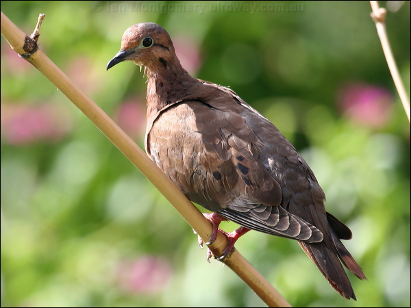 Eared Dove eared_dove_20906.psd