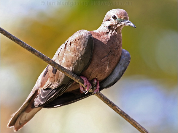Eared Dove eared_dove_20917.psd