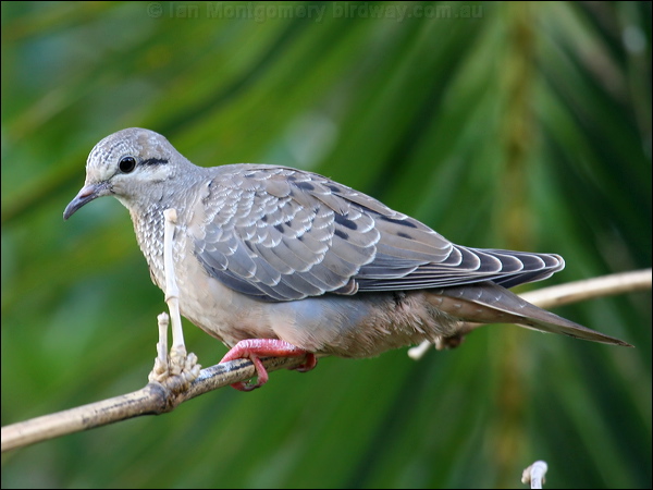 Eared Dove eared_dove_21031.psd