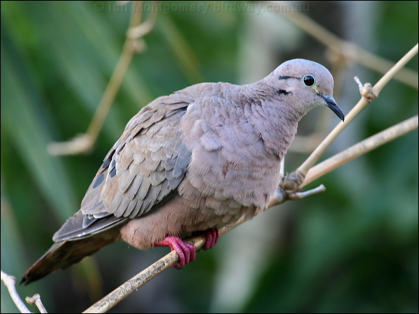 Eared Dove eared_dove_21081.psd