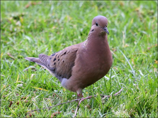 Eared Dove eared_dove_27907.psd