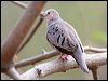 ecuador_ground_dove_27781