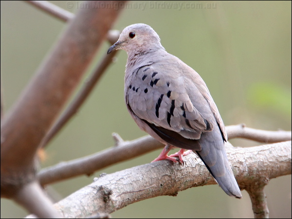 Ecuadorian Ground Dove ecuador_ground_dove_27781.psd