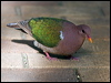 emerald_dove_153916