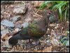pac_emerald_dove_180680