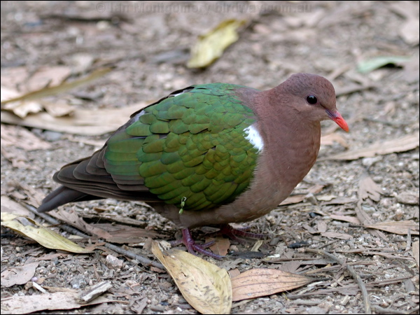 Pacific* Emerald Dove emerald_dove_08220.jpg