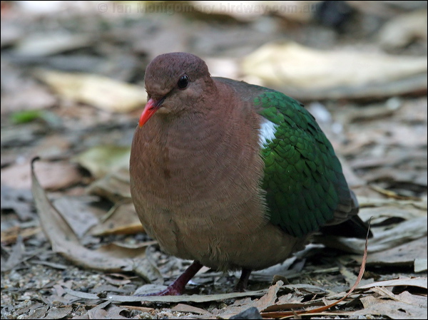 Pacific* Emerald Dove emerald_dove_08601.jpg