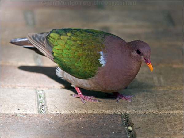Pacific* Emerald Dove emerald_dove_153916.psd