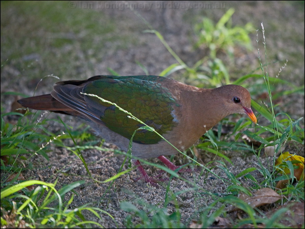 Pacific* Emerald Dove emerald_dove_154101.psd