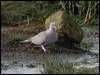 eur_collared_dove_05712