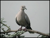 eur_collared_dove_06817