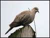 eur_collared_dove_130014