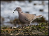 eur_collared_dove_140605