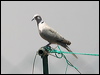eur_collared_dove_53726