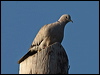 eur_collared_dove_84041