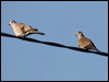 eur_collared_dove_84043