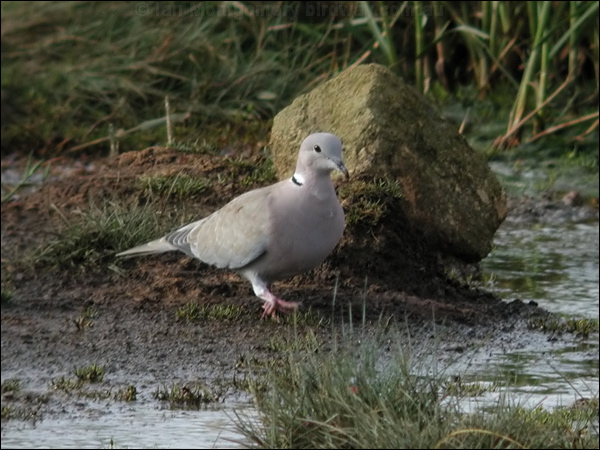 Eurasian Collared Dove eur_collared_dove_05712.jpg