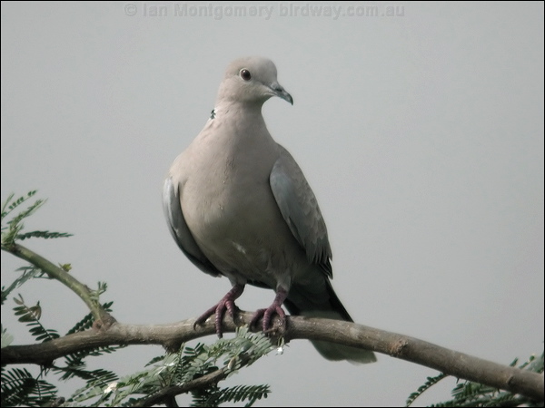Eurasian Collared Dove eur_collared_dove_06817.jpg