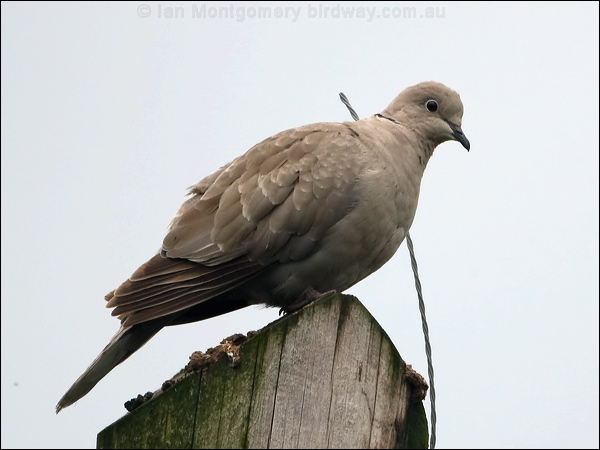 Eurasian Collared Dove eur_collared_dove_130014.psd