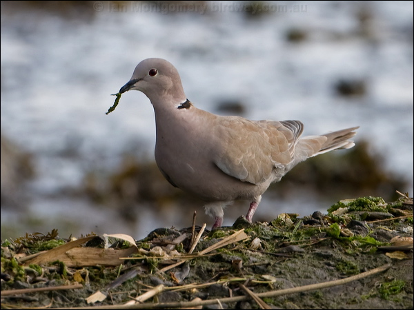 Eurasian Collared Dove eur_collared_dove_140605.psd