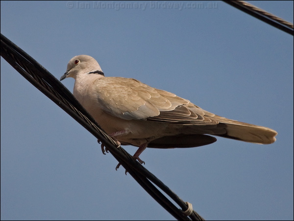 Eurasian Collared Dove eur_collared_dove_169992.psd