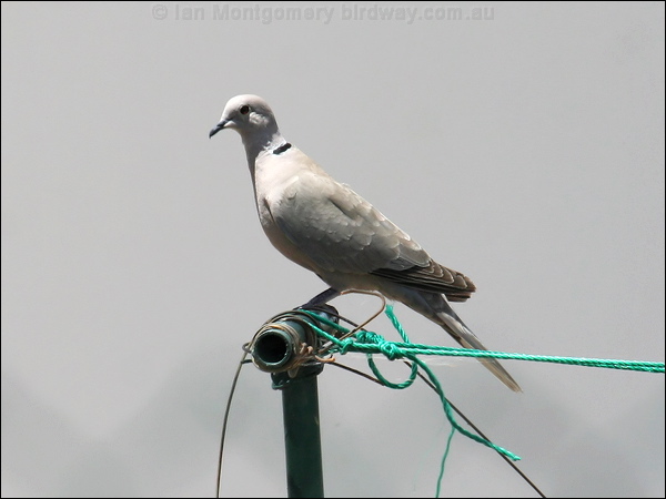 Eurasian Collared Dove eur_collared_dove_53726.jpg